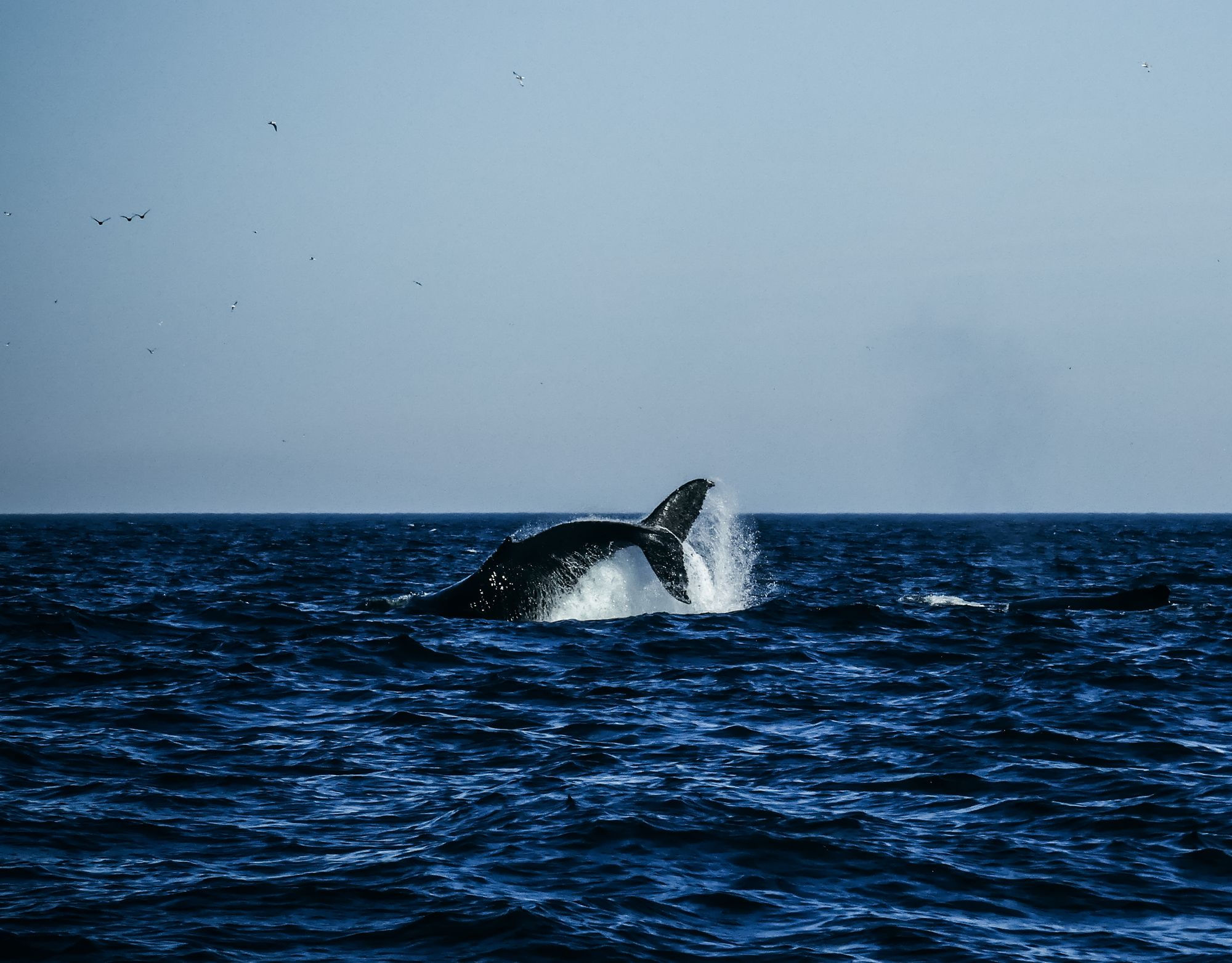 Les baleines de Tadoussac