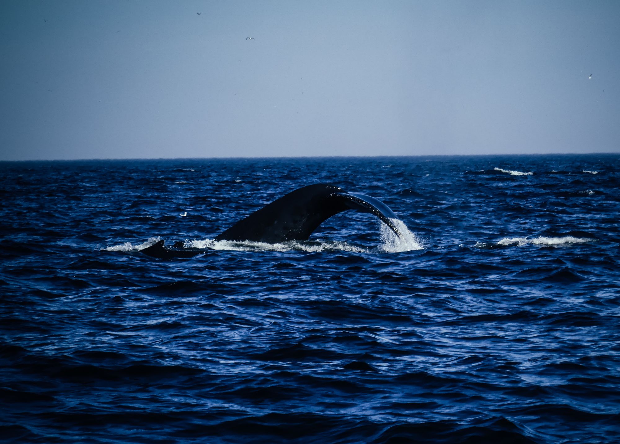 Les baleines de Tadoussac