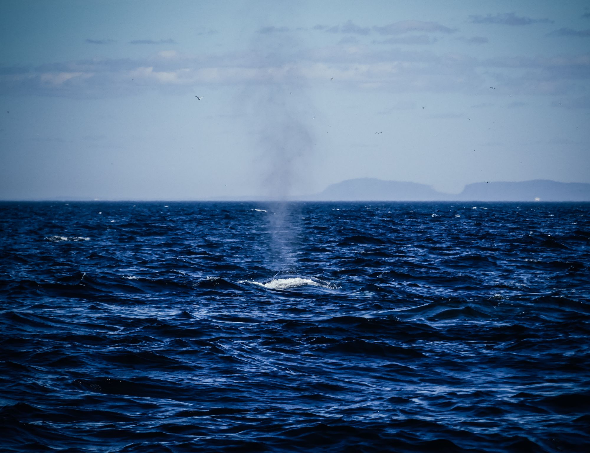 Les baleines de Tadoussac