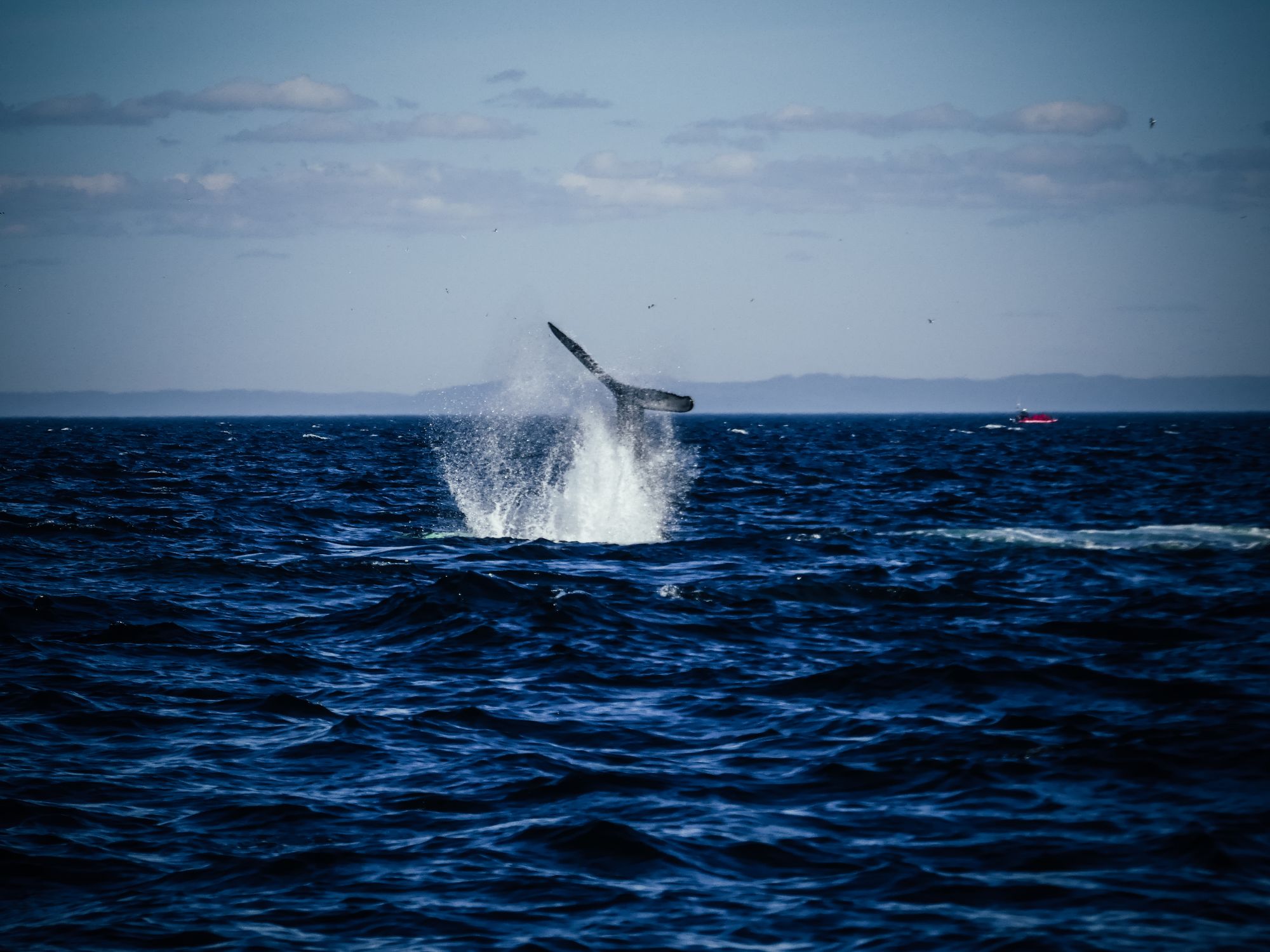 Les baleines de Tadoussac