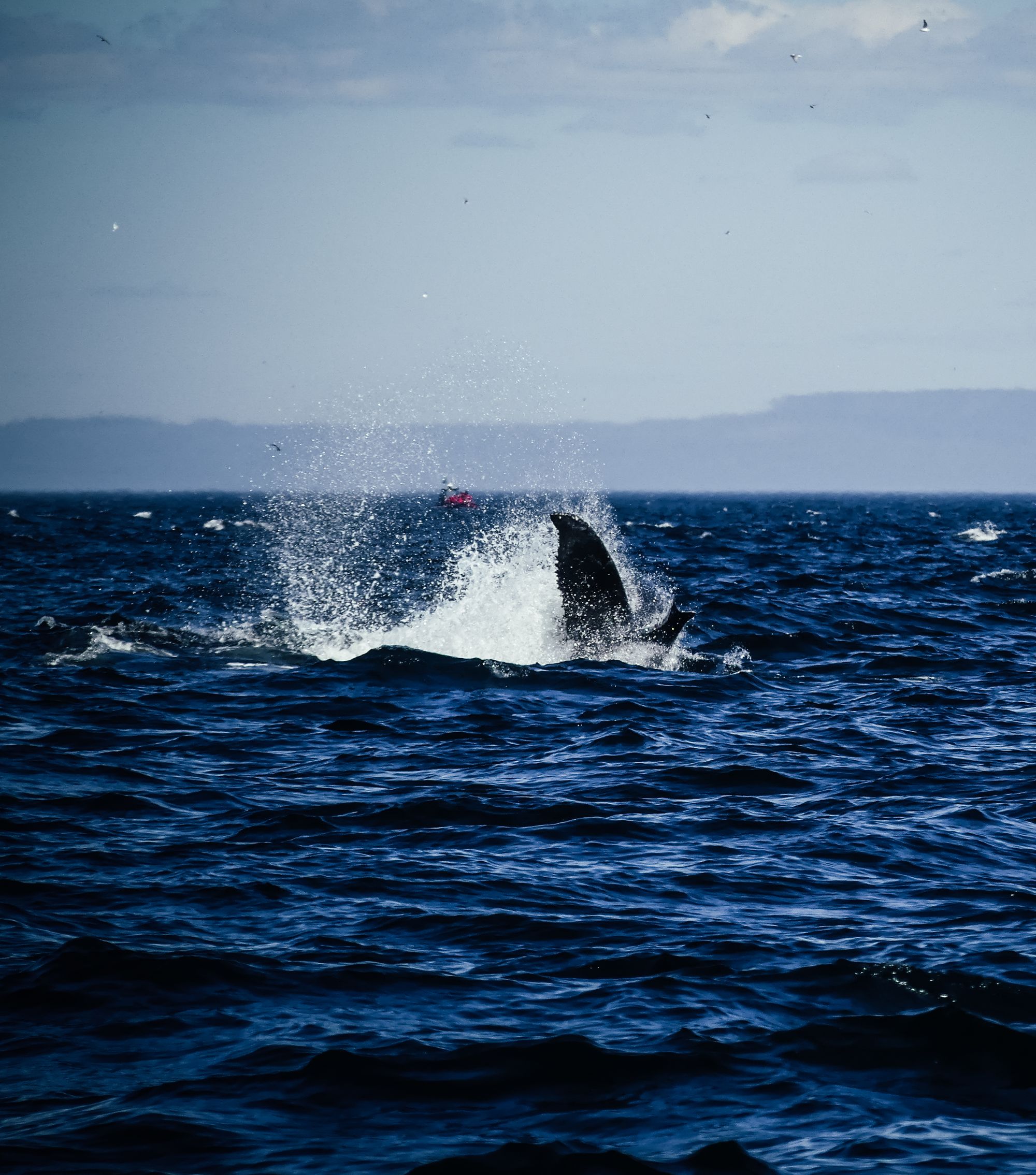 Les baleines de Tadoussac