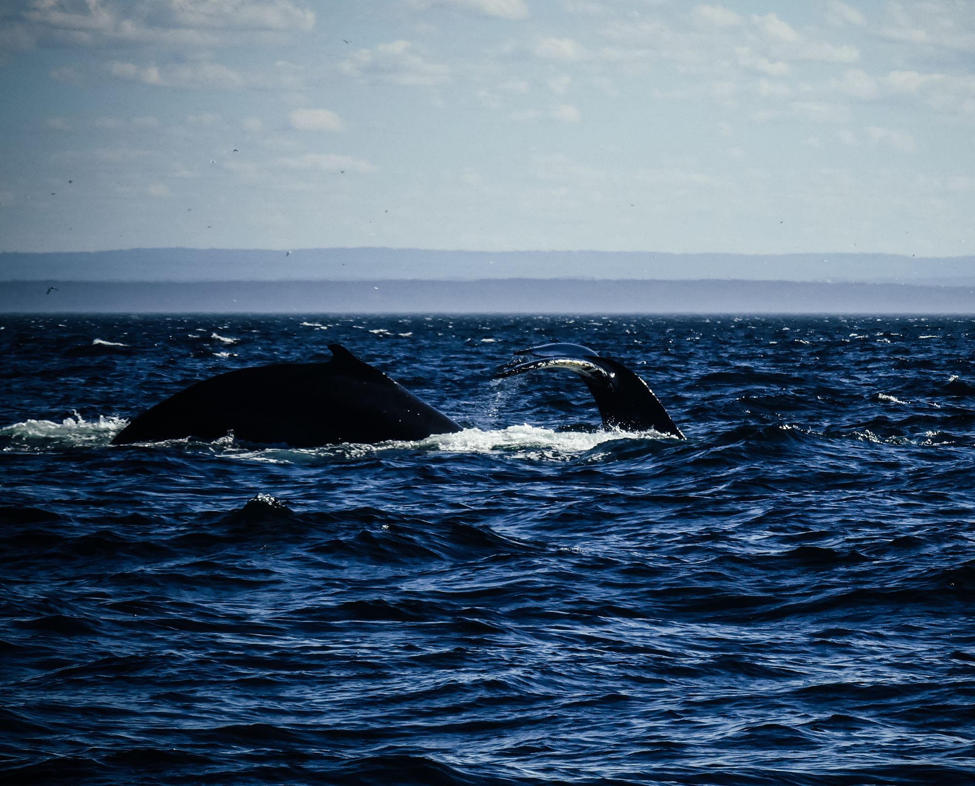 Les baleines de Tadoussac