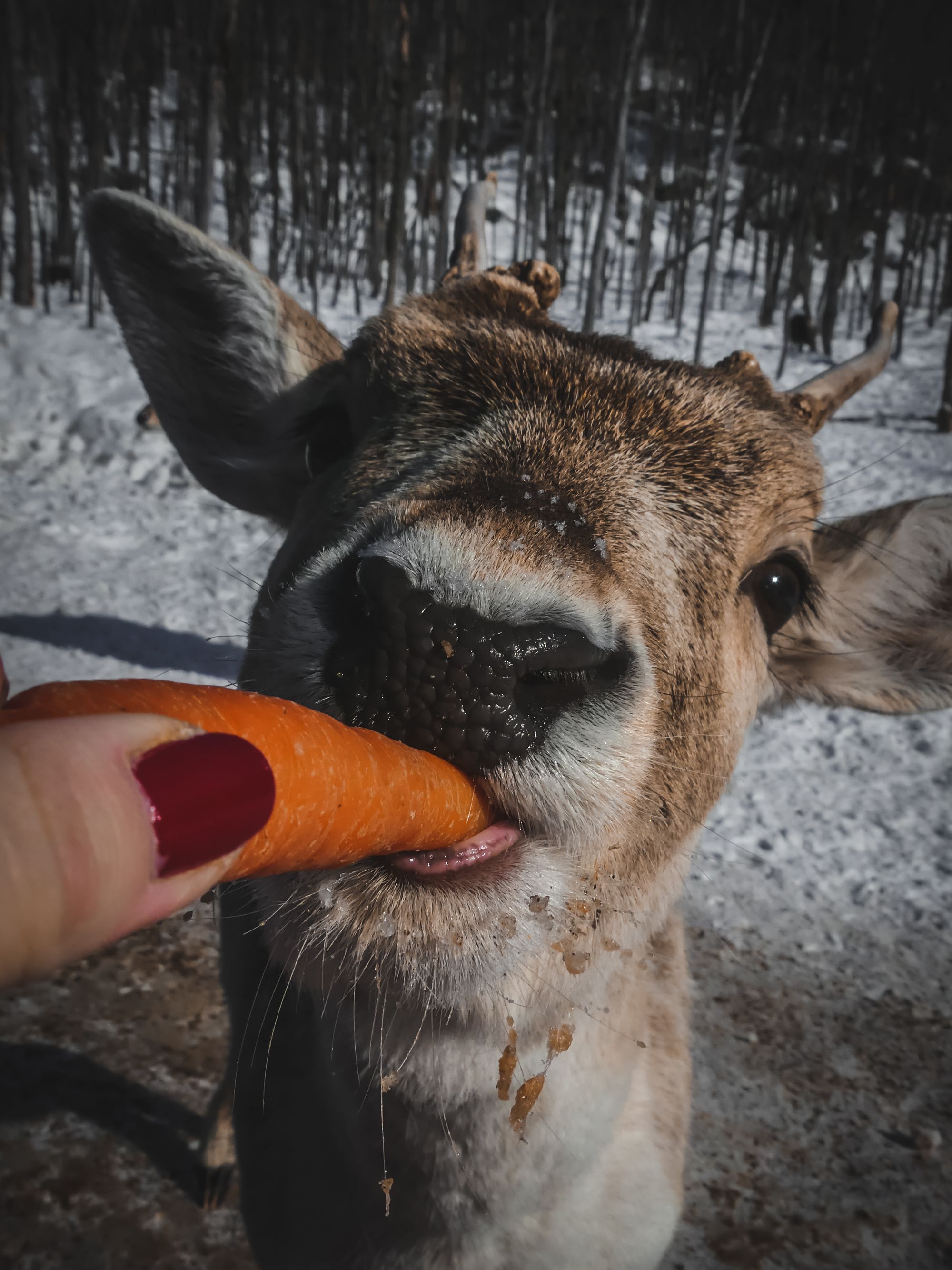 La magie de l'hiver canadien