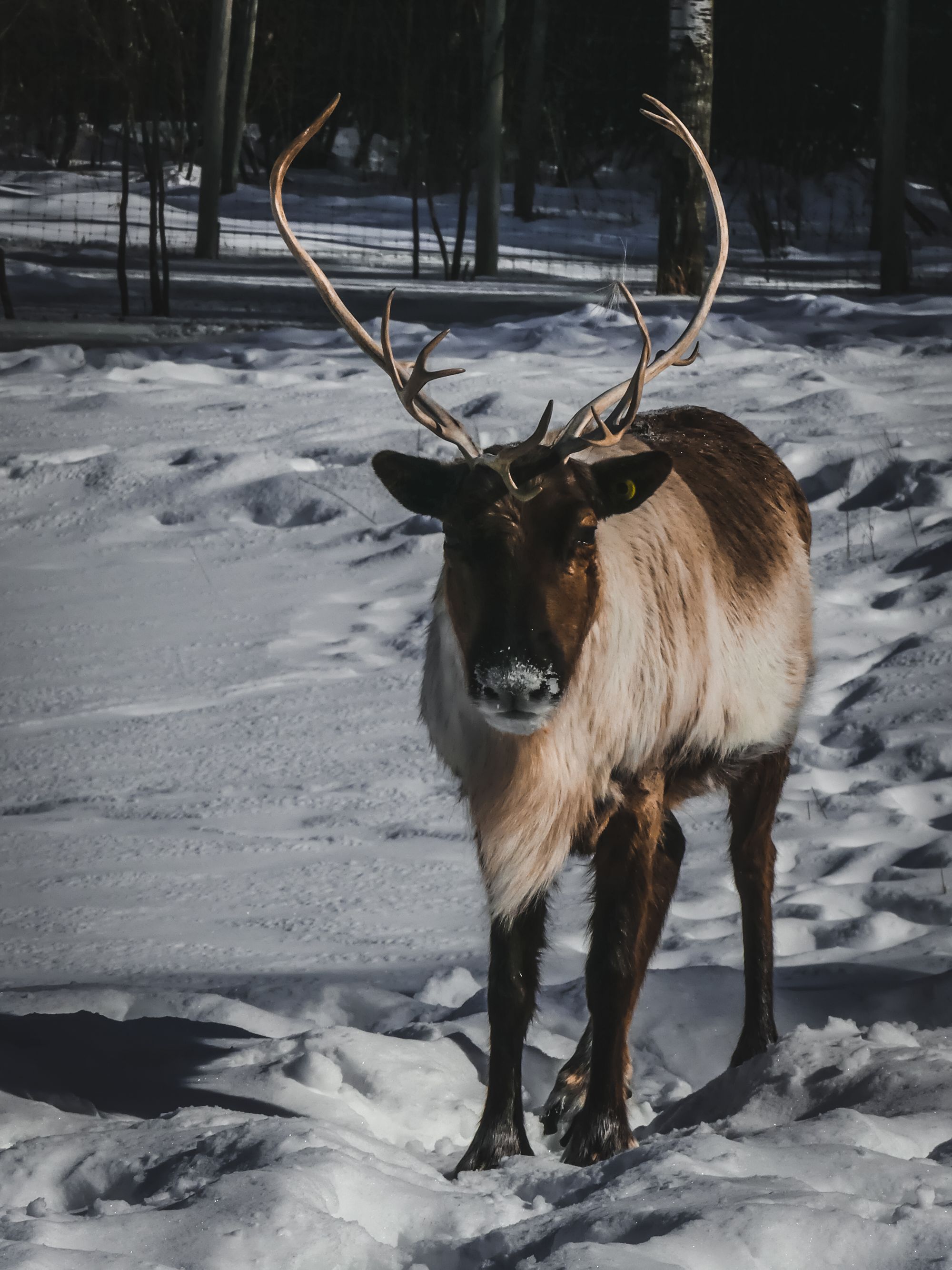 La magie de l'hiver canadien