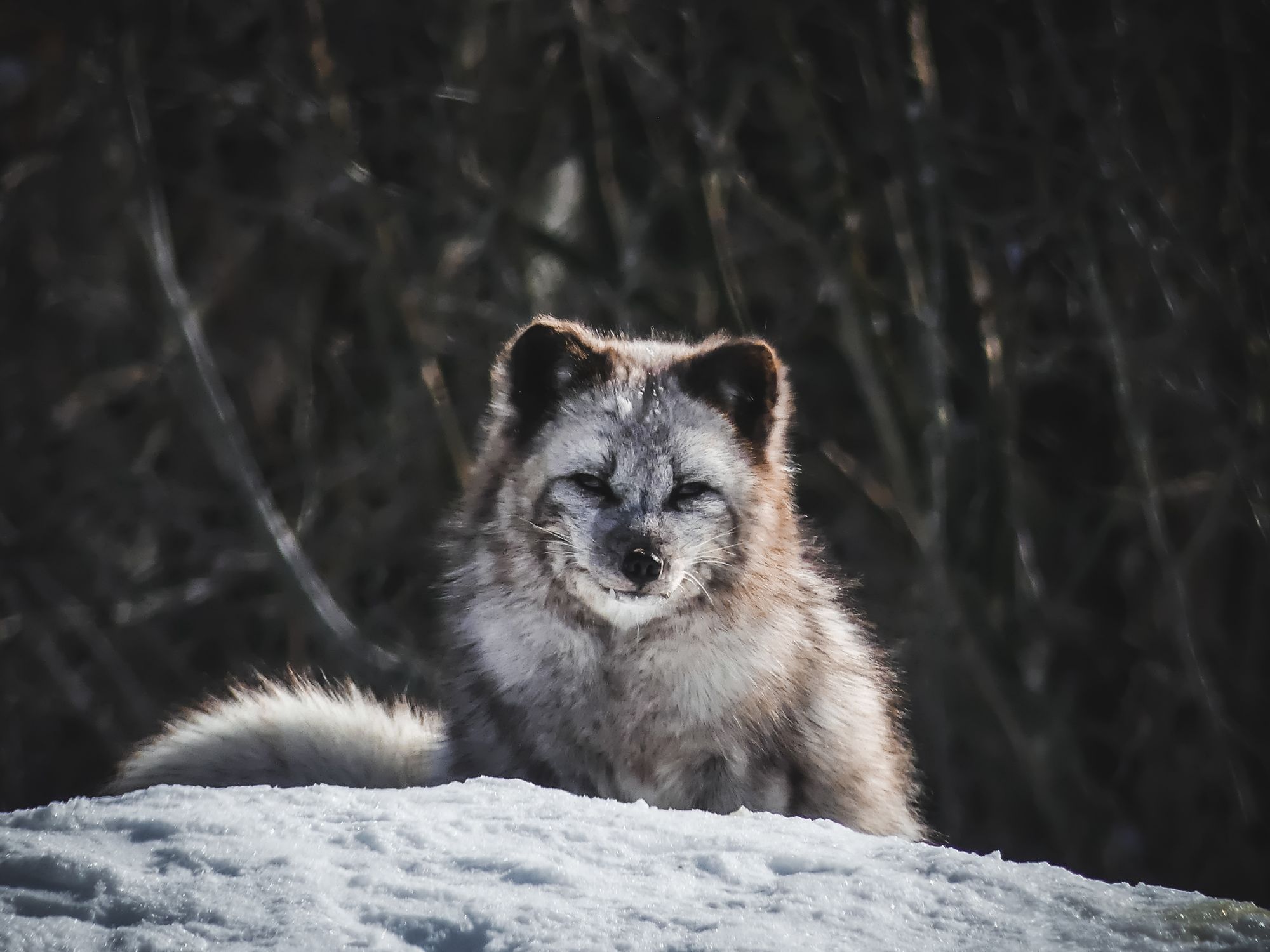 La magie de l'hiver canadien