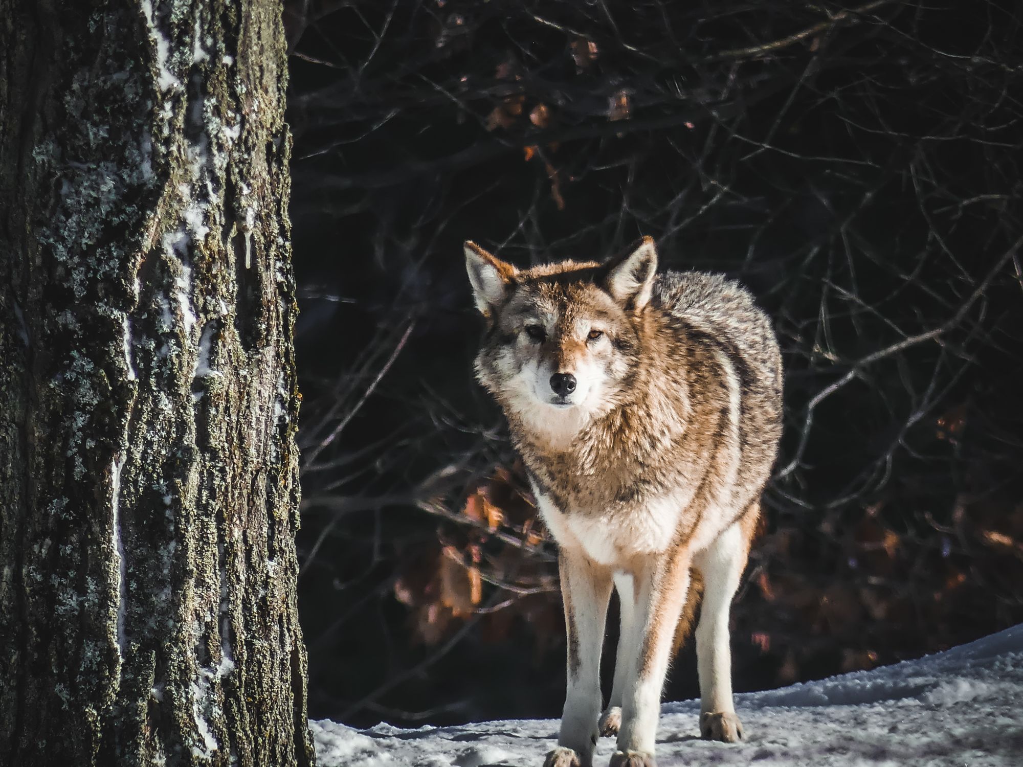 La magie de l'hiver canadien