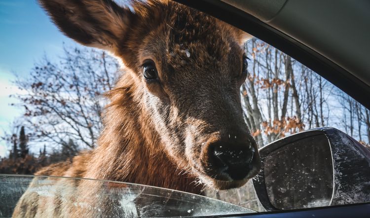 La magie de l'hiver canadien