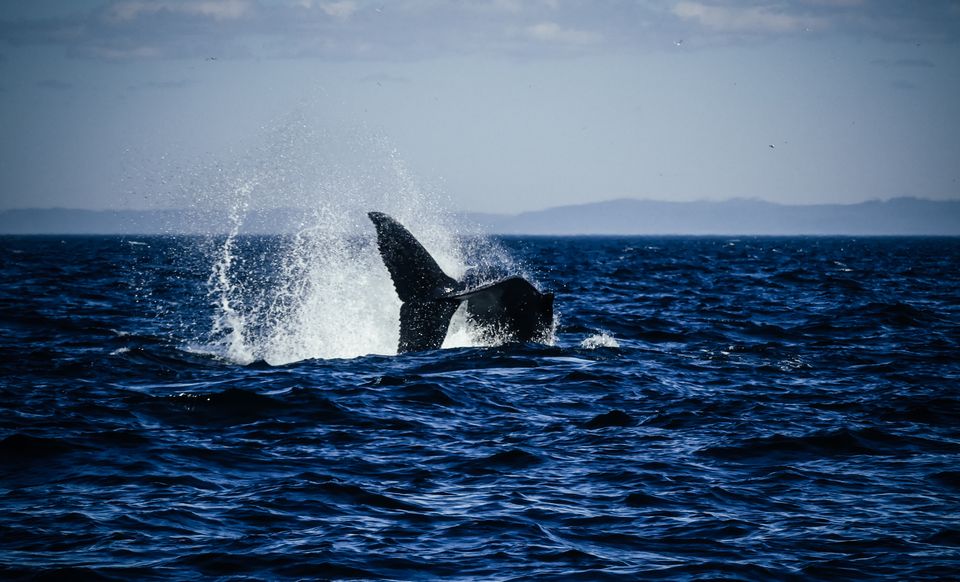 Les baleines de Tadoussac